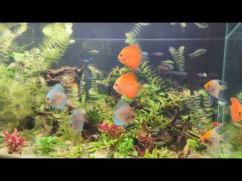 Diszkosz halak / Discus fishes