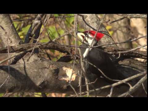 Pileated Woodpecker Call