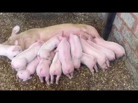 Piglets fighting for mommies Tits. 