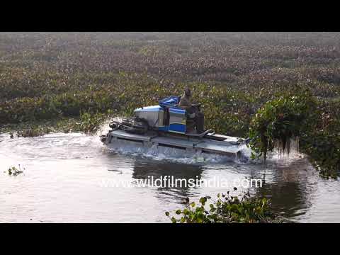 Water Hyacinth removal machine at work - Raking aquatic plants at Haiderpur Wetland, UP