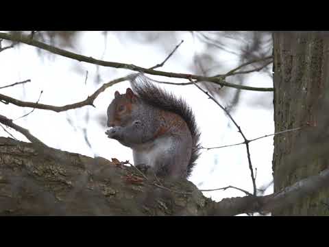 Grey Squirrel calling