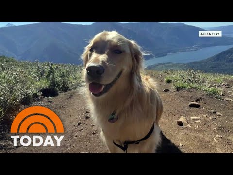 Golden retriever rescued after falling off a cliff during hike