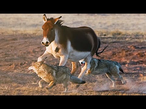 These Donkeys fight Wolves and Leopards! Kiangs are fast, strong and hardy!