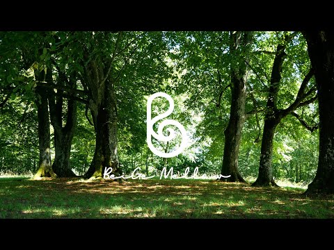 Fresh air🍀Piano music for a Walk in the Forest  l  Bird sounds🐤