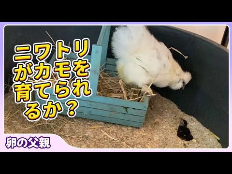 ニワトリの母とカモの子