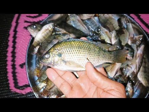 Catch green fish from the Nile River