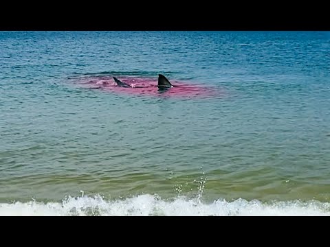 Great White Shark Attack Is WAY TOO CLOSE To The Beach! 🦭🦈