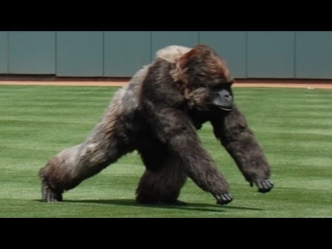 Craziest &quot;Animal Interference&quot; Moments in Sports History