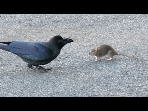 A strange relationship between a crow and a mouse