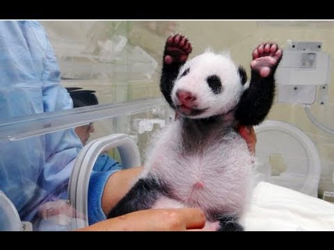 Baby Panda Meets Mom For First Time