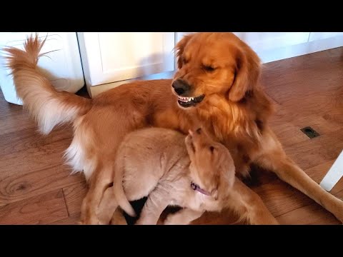 Golden Retriever Dad Tells Daughter Playtime is Over