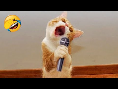 New Funny Cat and Dog Videos 😹🐶 Funniest Animals 😅 Part 6