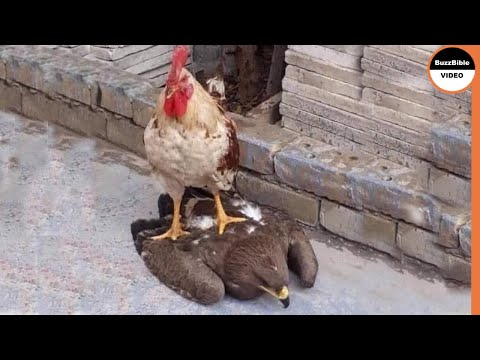 Rooster Shows The Eagle Who&rsquo;s The Boss
