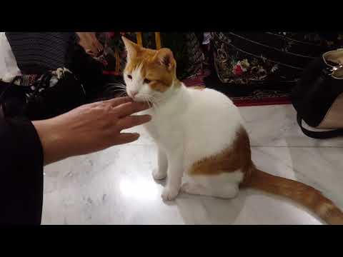 An adorable cat in Masjid e Nabvi during Azan e Asar.