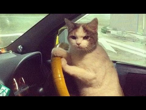 Funny Cats, Dogs Videos 2024 😅 Best Funniest Animal Videos Of The week