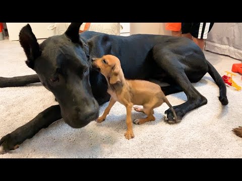 Watch what happens when tiny, scared puppy falls in love with a 120 pound great dane and her Mom!