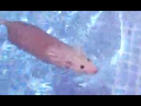 Life Could be a Dream - Horizontally Spinning Rat