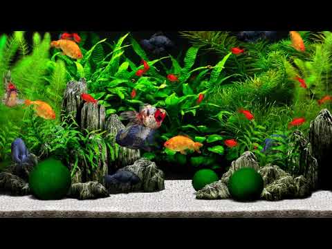 Aquazone Desktop Garden - Goldfish Tank #2 (4K)