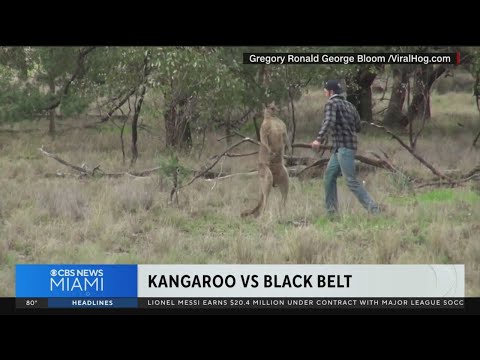 Watch: Brawl between a kangaroo, dog and martial arts expert