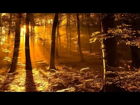 Beautiful Relaxing Music - Stop Overthinking, Meditation Music, Peaceful Piano Music, Relaxing Music