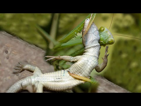 Praying Mantis attacks and eats Lizard