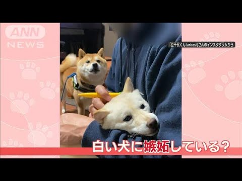 「そんな目で俺を見ないでくれ&hellip;」嫉妬？　柴犬の&ldquo;悲痛&rdquo;視線＆鳴き声「悲しいワン」(2023年11月28日)