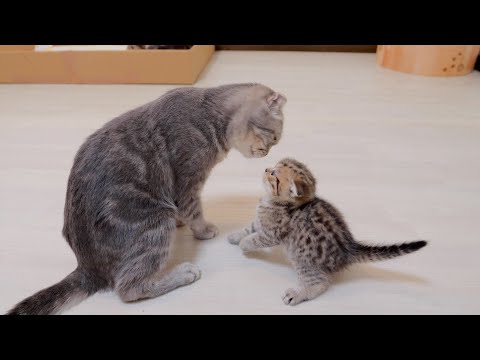 &ldquo;Go to sleep! A cute kitten who rebels against his mother and attacks her, only to get hit back.