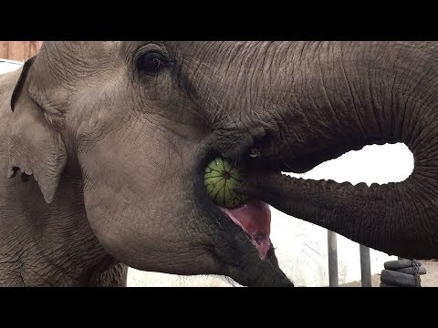 Elephant vs. Watermelon