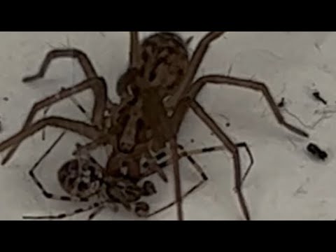 Giant house spider attack