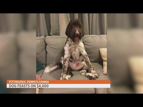 Cecil the goldendoodle eats $4,000 in cash