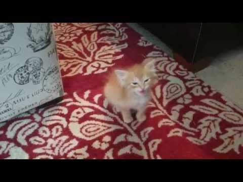 Tiny kitten orders a meal