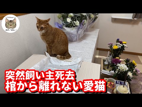 亡くなった飼い主の帰りをずっと待つ愛猫達「ありがとうパパさん」最後のパパさんからの一言に涙&hellip;