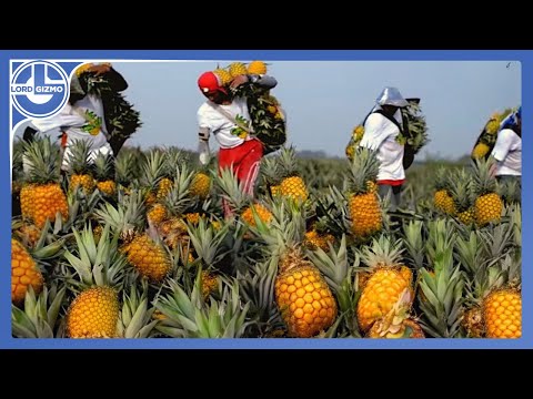 Harvesting Millions of Pineapples to make the Most Delicious Pineapple juice