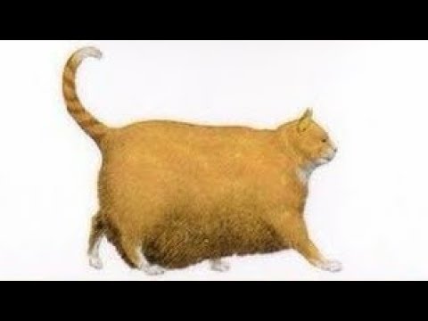 Chonk Chart