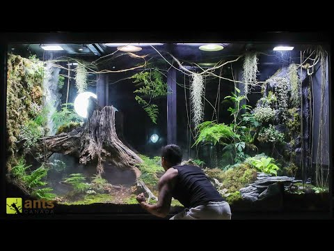 A War Broke Out in My Giant Rainforest Vivarium