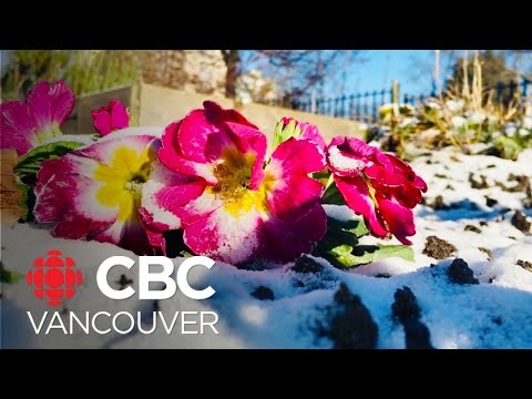 How to prepare your garden for snowy weather