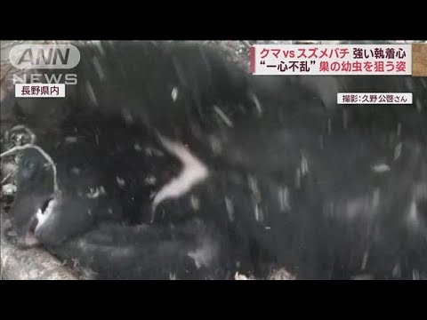 クマvsスズメバチ　強い執着心&ldquo;一心不乱&rdquo;巣の幼虫を狙う姿(2023年11月28日)