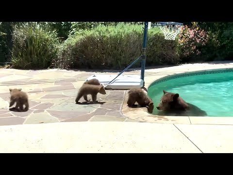 Mama bear takes dip in backyard pool as cubs watch