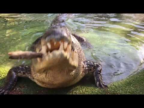 Elvis the crocodile crushes bone