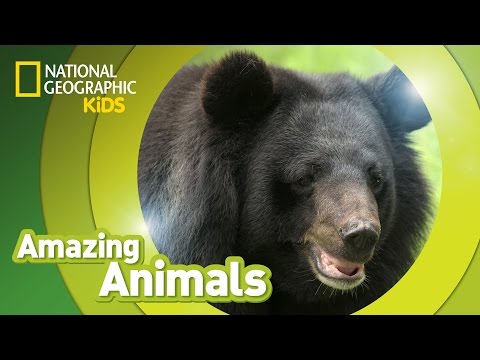 Sloth Bear 🐻 | Amazing Animals