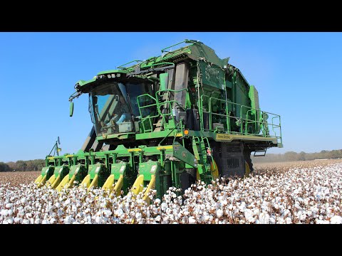 Epic Cotton Harvest in Adamsville, TN