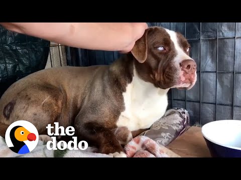 Radio DJ Drives An Hour Every Day For Months To Gain This Wild Pittie&rsquo;s Trust | The Dodo Heroes