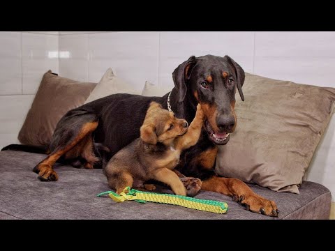 Tiny Street Puppy Falls in Love with our 100 Pounds Dobermam