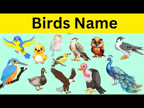 Birds Name | Birds Name in English | Basic English Learning | Names of Birds