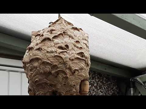 Wasp nest invades bird - box .