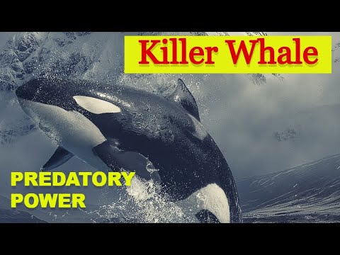 Killer Whale