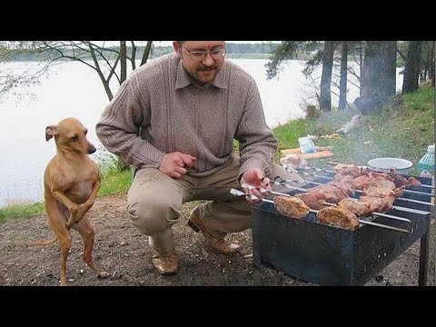 Things cannot be said between dog and owner😁FUNNIEST Dogs and Human