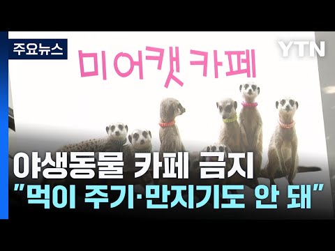 내일부터 야생동물 카페 금지...&quot;먹이 주기&middot;만지기도 안 돼&quot; / YTN