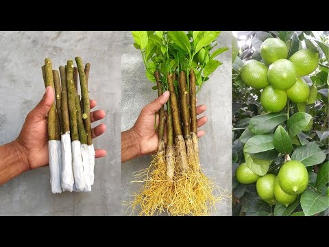 How to propagate lemon tree from cuttings with tissue paper || With 100% success