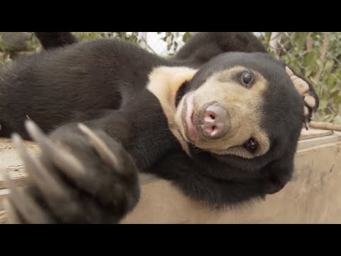 14 Reasons Sun Bears Are Your New Favourite Animal | Bears About The House | BBC Earth Kids